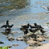 Iza nas je najtoplije leto u Srbiji, jedan grad u istočnoj Srbiji - rekorder po broju tropskih dana 14