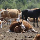 Matijević privatizovao kompaniju Energo-Zelena za 5,1 milion evra 4