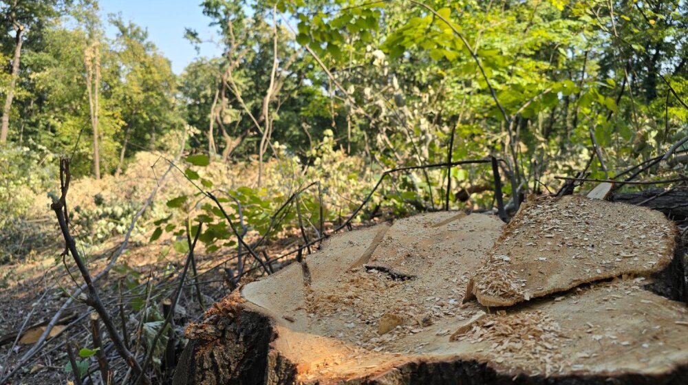 SSP: Ponovo pokrenut plan gradnje i seče drveća u Košutnjaku 11