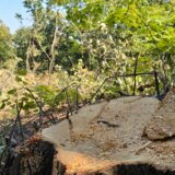 SSP: Ponovo pokrenut plan gradnje i seče drveća u Košutnjaku 5