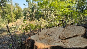 SSP: Ponovo pokrenut plan gradnje i seče drveća u Košutnjaku 2