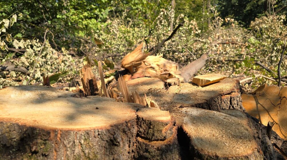 Javna rasprava novog zakona: Uvodi se zabrana prometa nezakonito posečenog drveta i sistem kontrole porekla 1