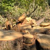 Javna rasprava novog zakona: Uvodi se zabrana prometa nezakonito posečenog drveta i sistem kontrole porekla 4