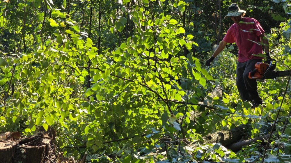 Inicijativa "Beograd ostaje": Investitor na Košutnjaku odobrio građanima da popišu šumu u kojoj će se graditi 10