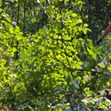 Inicijativa "Beograd ostaje": Investitor na Košutnjaku odobrio građanima da popišu šumu u kojoj će se graditi 8