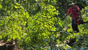 Inicijativa "Beograd ostaje": Investitor na Košutnjaku odobrio građanima da popišu šumu u kojoj će se graditi 21