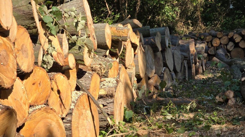 Kreni-Promeni: 10.000 građana za par sati potpisalo peticiju za zaštitu Košutnjaka 8