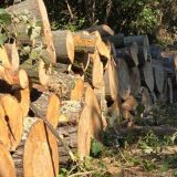 Kreni-Promeni: 10.000 građana za par sati potpisalo peticiju za zaštitu Košutnjaka 6