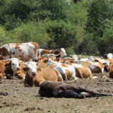 Kreni-Promeni na Suvoj planini: Životinje skapavaju, država ne reaguje 6