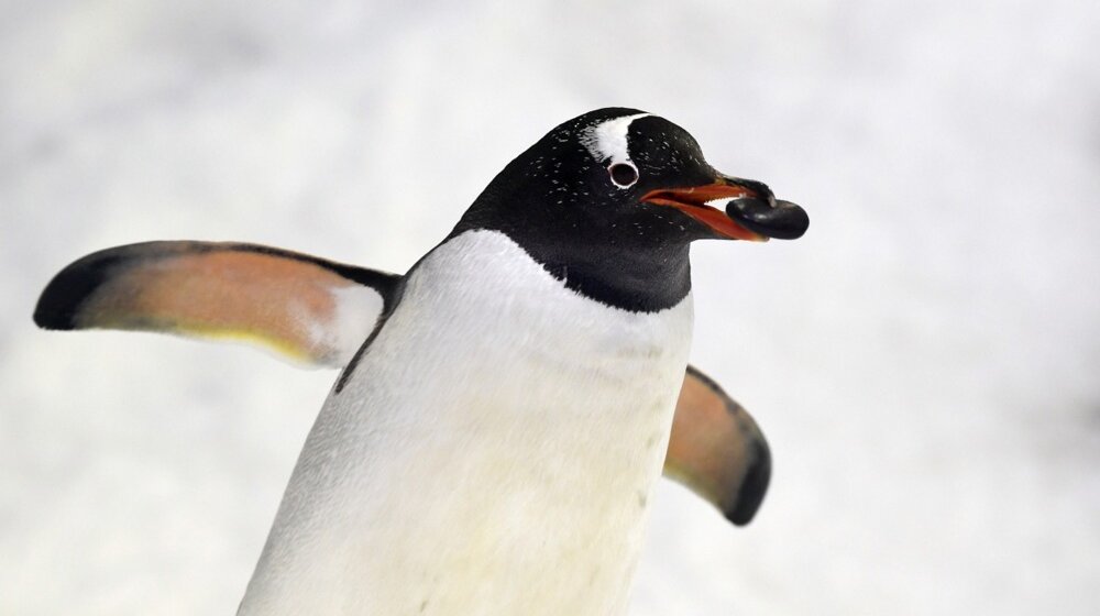 Uginuo najpoznatiji gej pingvin Sfen 1