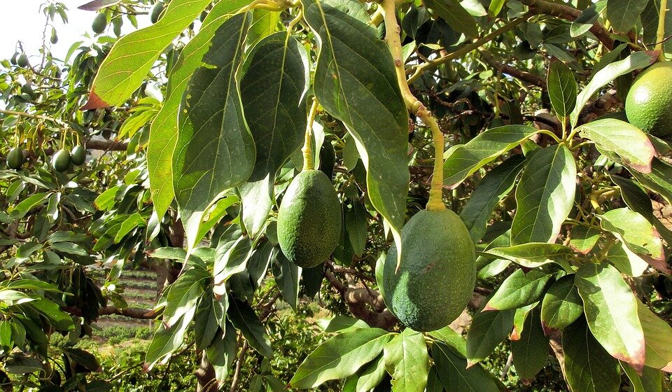 Grci eksperimentišu - da li je tropsko voće rešenje za sušu? 1