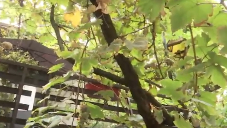 Vinograd usred Dorćola: Kako je loza u centru Beograda preživela sto godina? 2 Vinograd usred Dorćola: Kako je loza u centru Beograda preživela sto godina? 2