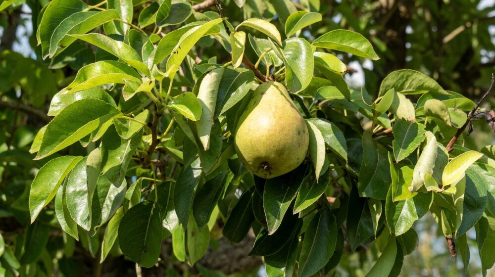 Zašto se kaže "pao sa kruške": Poreklo izreke je staro i mračno 1