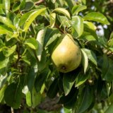 Zašto se kaže "pao sa kruške": Poreklo izreke je staro i mračno 1