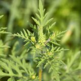 Cvetanje ambrozije je u punom jeku u avgustu: Ako ste alergični, nikako ne sušite veš napolju 1