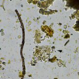 Gradonačelnik Novog Sada: Voda je ispravna za piće 12