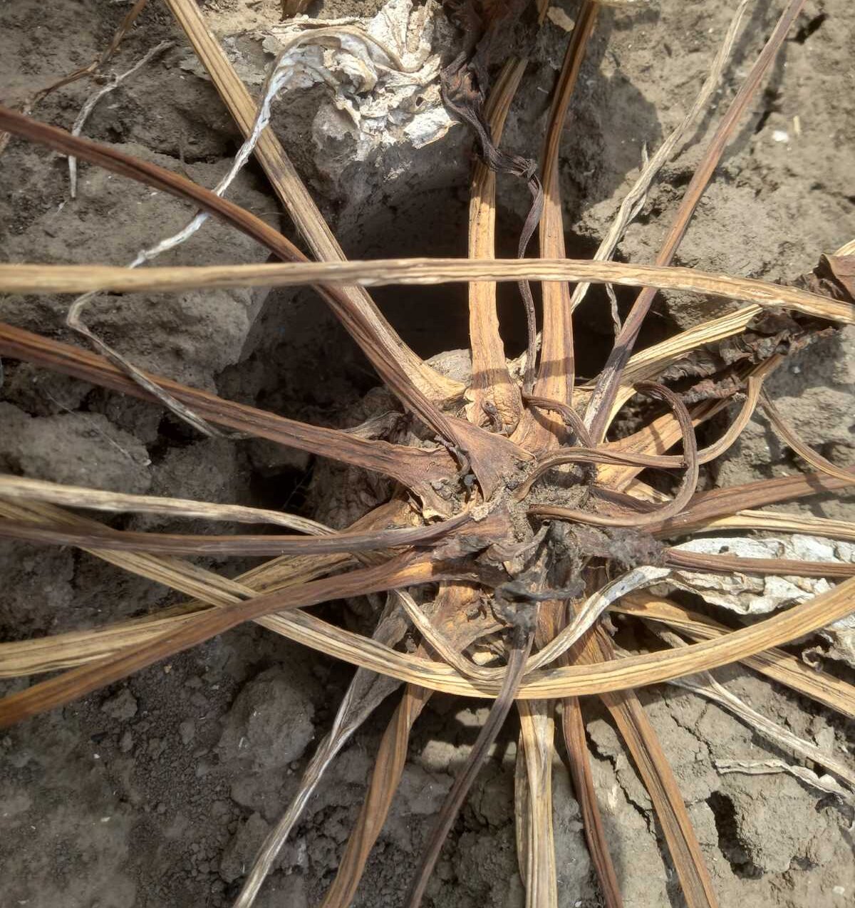 Šećerna repa zbog truleži završava na deponiji: Loša godina i za soju, suncokret jedini donosi računicu 4 Šećerna repa zbog truleži završava na deponiji: Loša godina i za soju, suncokret jedini donosi računicu 4