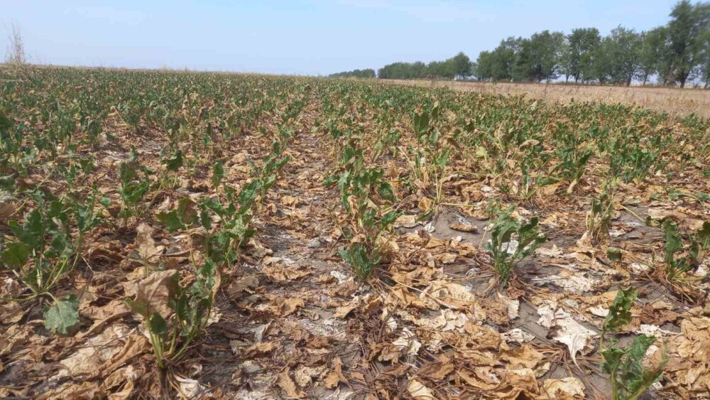 Šećerna repa zbog truleži završava na deponiji: Loša godina i za soju, suncokret jedini donosi računicu 2 Šećerna repa zbog truleži završava na deponiji: Loša godina i za soju, suncokret jedini donosi računicu 2