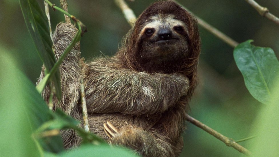 Šta je oropuš virus i ima li leka protiv njega 1 lenjivac