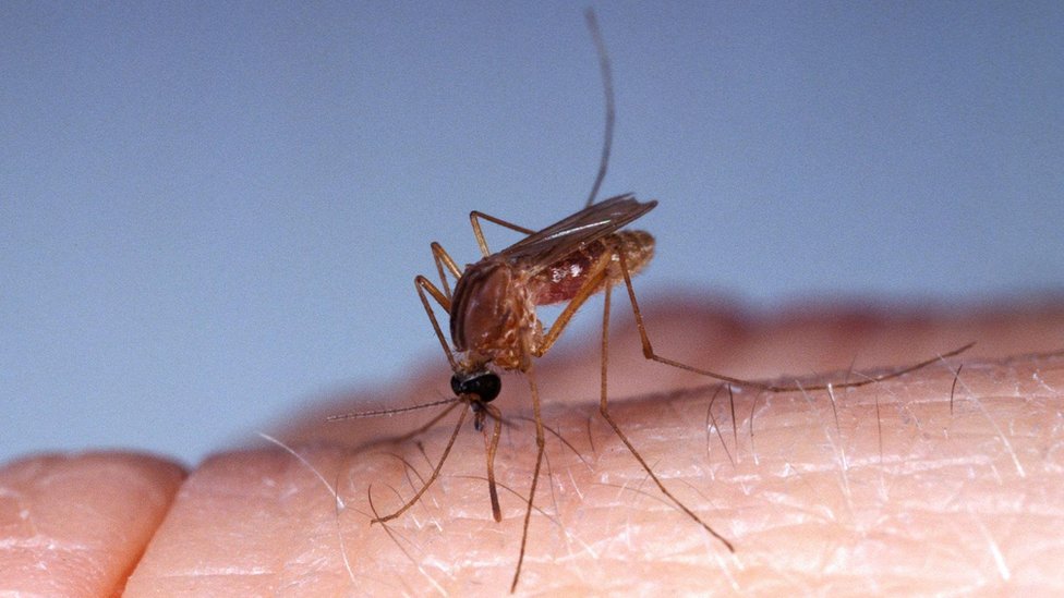 Šta je oropuš virus i ima li leka protiv njega 3 Komarci prenose virus ljudima