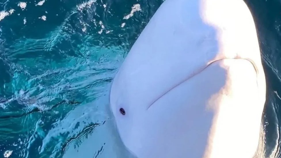 Životinje: Beluga kit za koga se sumnjalo da je „ruski špijun" pronađen mrtav 1 Beli kit, Rusija