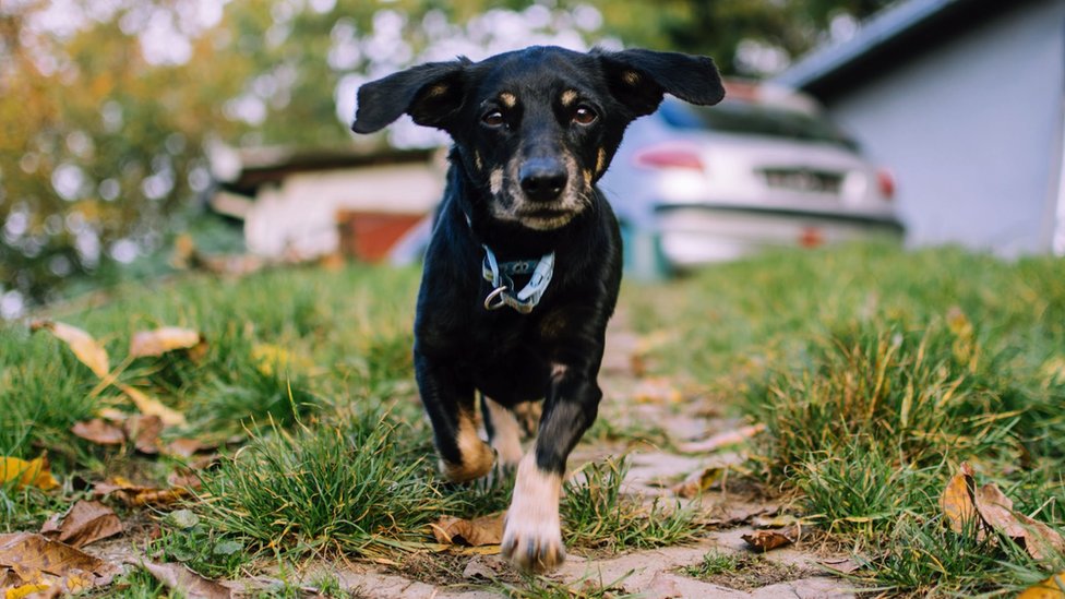 Kako vam aplikacija za telefon može pomoći da pronađete izgubljenog kućnog ljubimca u Srbiji 1 Crni pas mešanac trči prema objektivu kamere