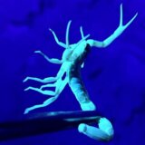 Otrov škorpije: Potraga za jednom od najskupljih tečnosti na svetu 8