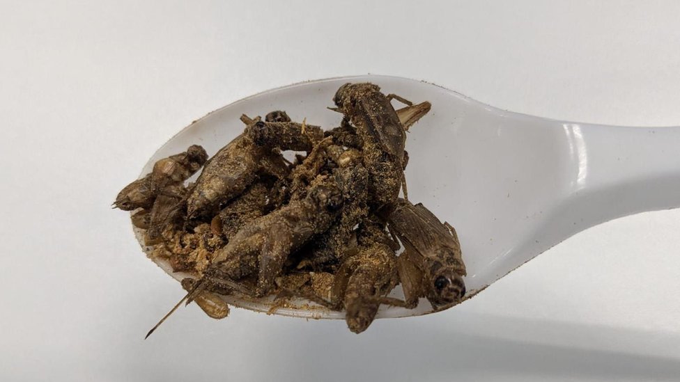 Da li biste jeli insekte da su ukusniji 2 Začinjeni cvrčci kao grickalice u tajlandsko-švedskom start-apu Globalne bube Azija