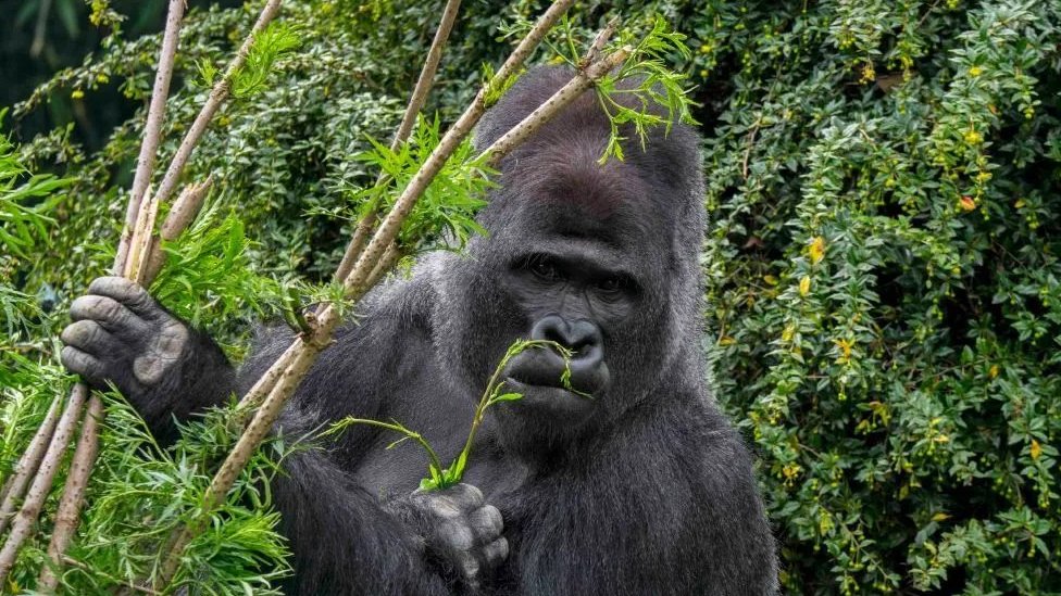 Zdravlje: Gorile koje same sebe isceljuju možda drže ključ za nove lekove 2 Zapadne nizijske gorile žive u gustoj šumi, hrane se stabljikama, ostacima bambusa i plodovima