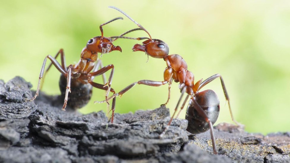Mravlje kolonije: Amputacija noge spasila drugom mravu život, tvrdi studija 2 Dva mrava se suočavaju