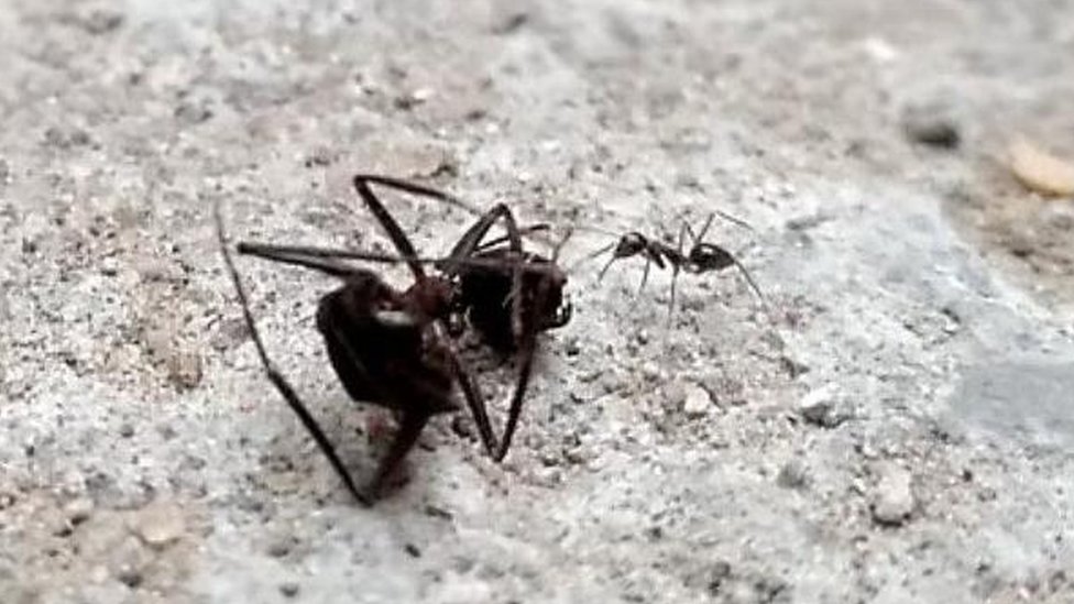 Mravlje kolonije: Amputacija noge spasila drugom mravu život, tvrdi studija 3 Mrav radnik vuče stražara na samrti usred bitke