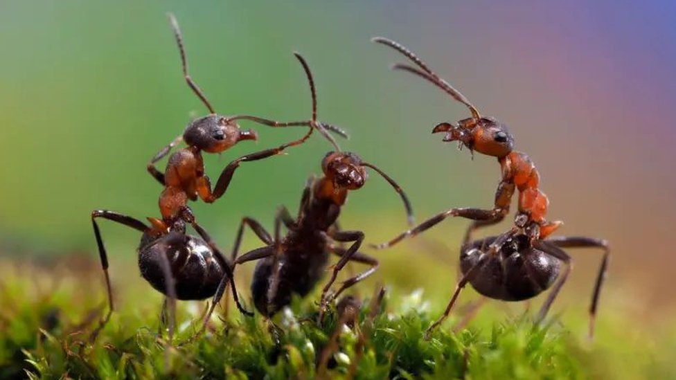 Mravlje kolonije: Amputacija noge spasila drugom mravu život, tvrdi studija 4 Tri mrava stoje na zadnjim nogama