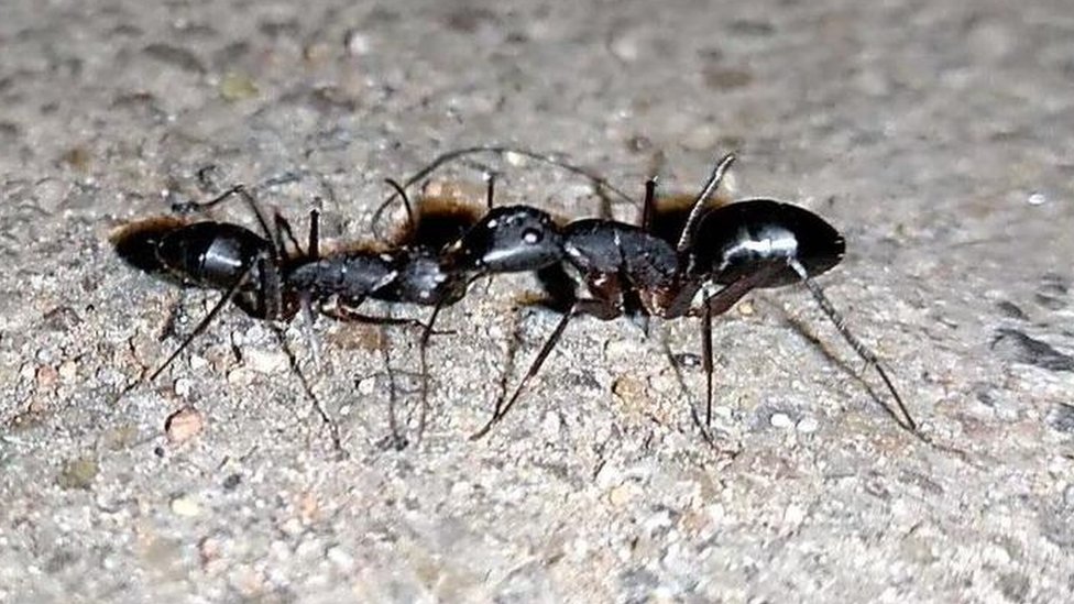 Mravlje kolonije: Amputacija noge spasila drugom mravu život, tvrdi studija 5 Dva mrava stolara usred borbe