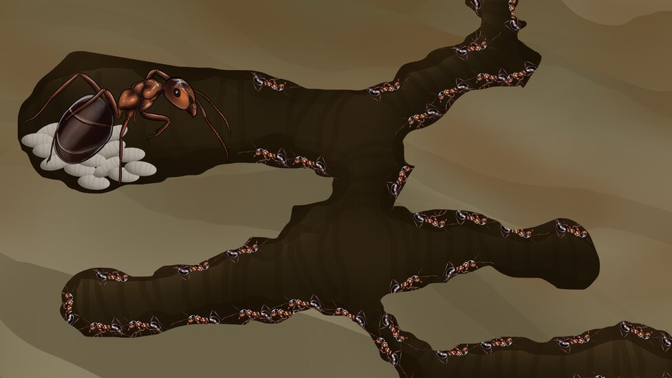 Mravlje kolonije: Amputacija noge spasila drugom mravu život, tvrdi studija 6 U okviru mravlje kolonije, kraljica ima vlastiti deo za ležanje na jajima, a gnezdo poseduje različite oblasti za hranu i otpad