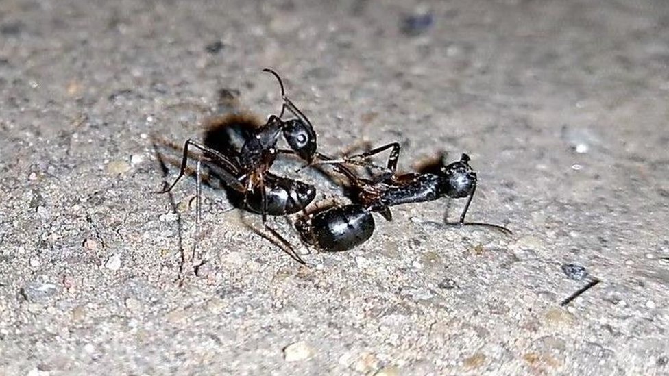 Mravlje kolonije: Amputacija noge spasila drugom mravu život, tvrdi studija 7 Mravi iz dve različite kolonije u žestokoj borbi