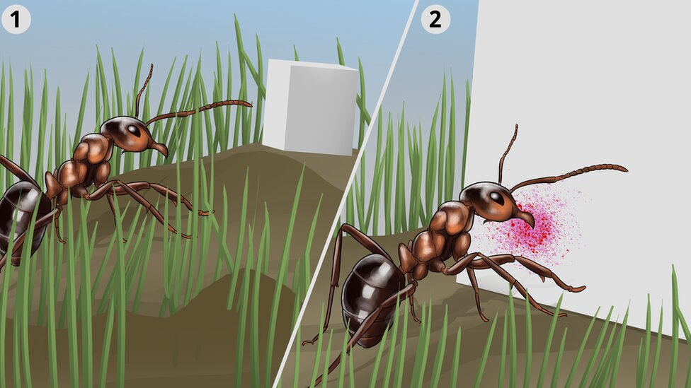 Mravlje kolonije: Amputacija noge spasila drugom mravu život, tvrdi studija 8 Mravi koriste hemijske izlučevine iz tela da obeleže hranu koju vide