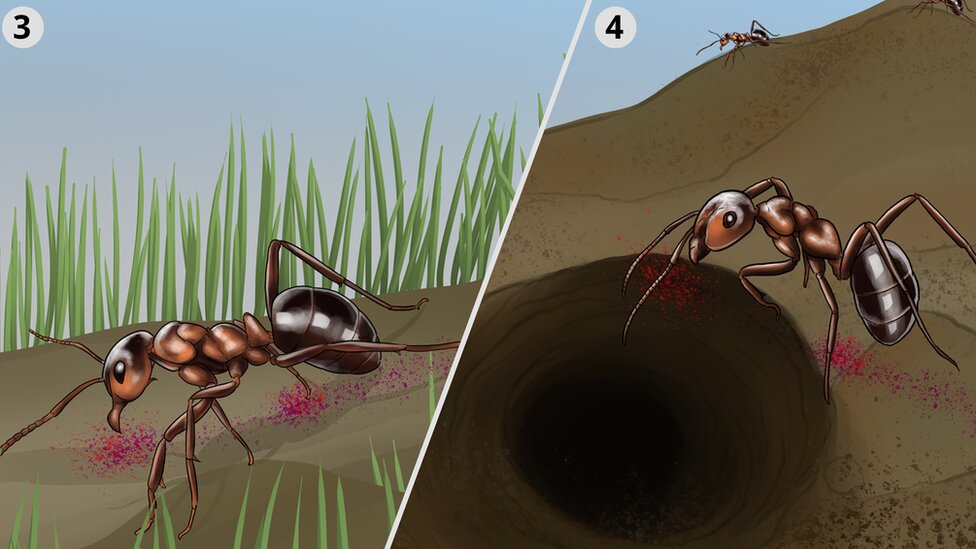 Mravlje kolonije: Amputacija noge spasila drugom mravu život, tvrdi studija 9 Ilustracija mrava kako hemijski obeležavaju primerke hrane