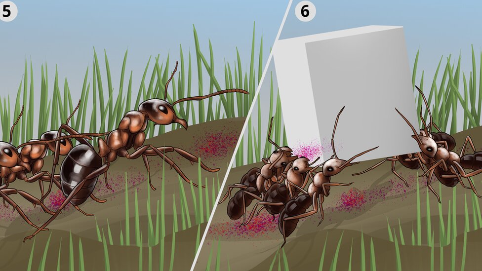 Mravlje kolonije: Amputacija noge spasila drugom mravu život, tvrdi studija 10 Ilustracija mrava koji osećaju hemijske signale kroz svoje čulne rogove i pronalaze put do hrane