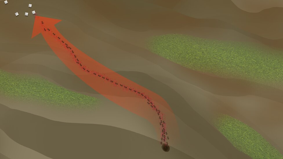 Mravlje kolonije: Amputacija noge spasila drugom mravu život, tvrdi studija 11 Ilustracija kretanja mrava