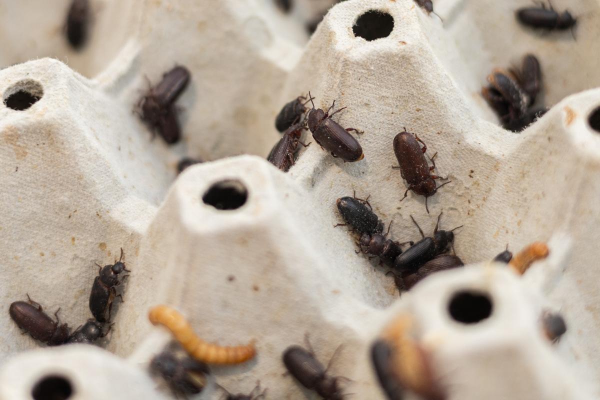 Evropska noć istraživača: 3 zanimljive radionice koje ne smete propustiti 4 Evropska noć istraživača: 3 zanimljive radionice koje ne smete propustiti 3