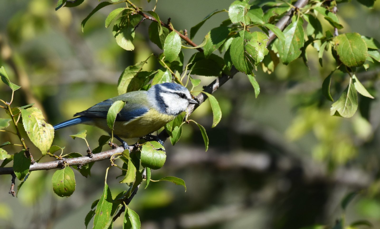 izleti ptice Posmatranje ptica na više od 30 lokacija u Srbiji: Besplatni izleti prvog vikenda u oktobru 2