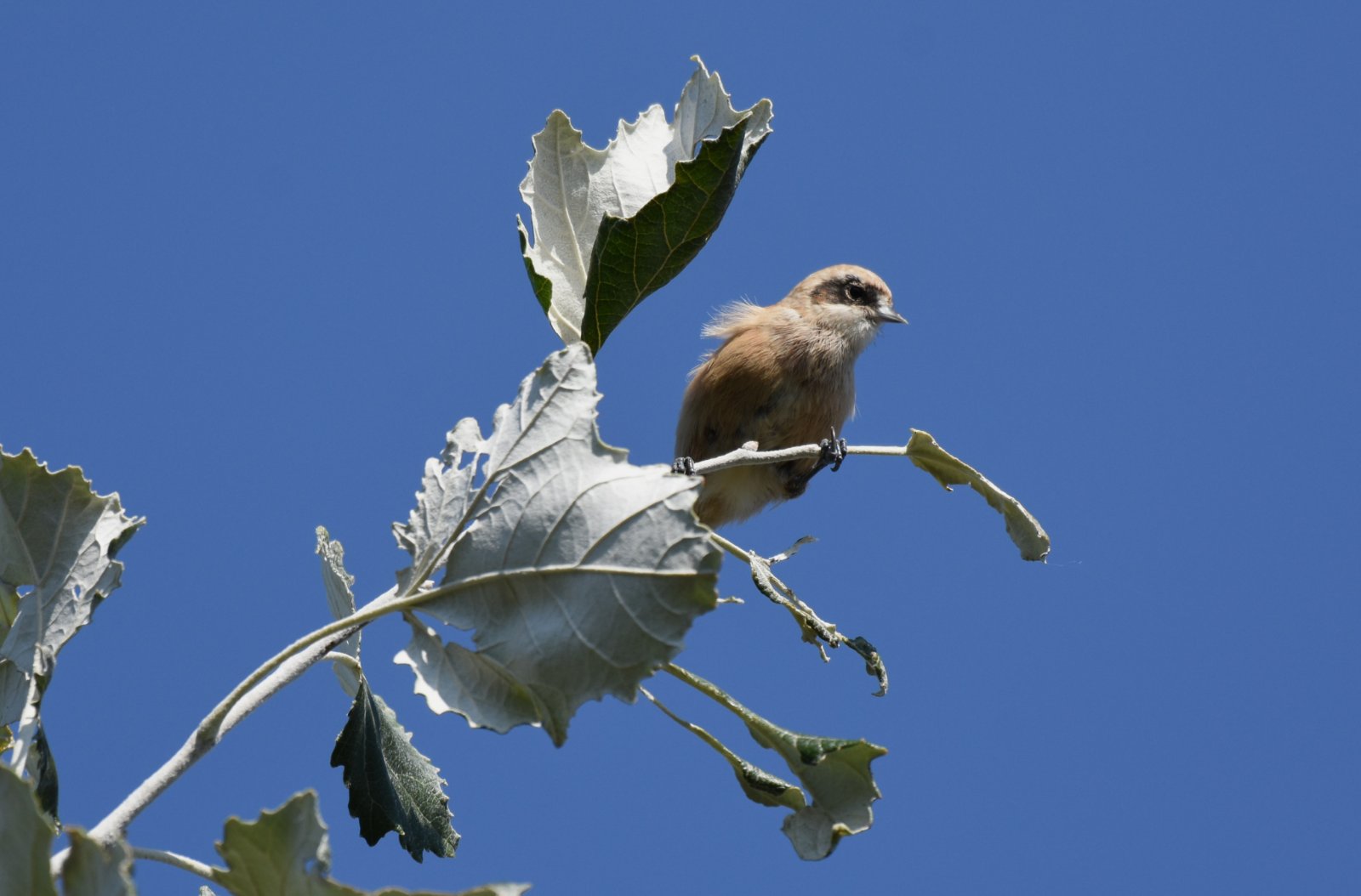 izleti ptice Posmatranje ptica na više od 30 lokacija u Srbiji: Besplatni izleti prvog vikenda u oktobru 3