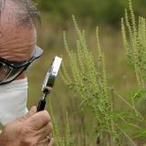 Pokrenuta aplikacija AmbTrack za prijavu ambrozije: Kako će moći da je koriste ljudi koji pate od alergija? 6