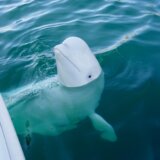 Ruski kit "špijun" pronađen mrtav kod norveške obale 1