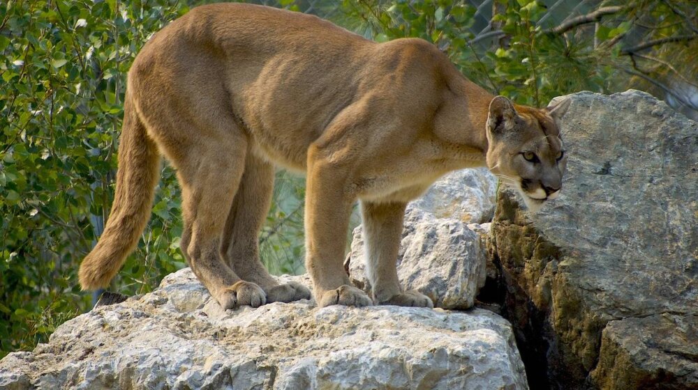 Puma napala dete u Kaliforniji 1