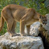 Puma napala dete u Kaliforniji 1