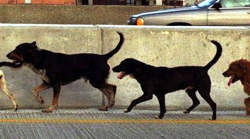 Dobrobit životinja: Koji je najbolji metod kontrole populacije pasa lutalica 1 Five stray dogs run by a wall in America in an urban landscape.