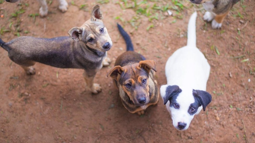 Dobrobit životinja: Koji je najbolji metod kontrole populacije pasa lutalica 5 Psi lutalice na Tajlandu