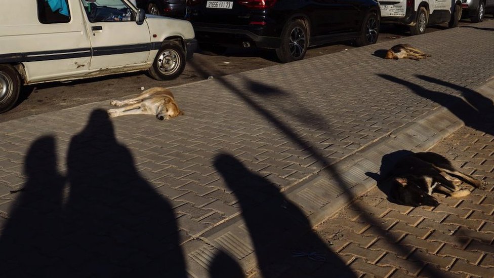 Dobrobit životinja: Koji je najbolji metod kontrole populacije pasa lutalica 6 Psi lutalice iz grada Fesa u Maroku