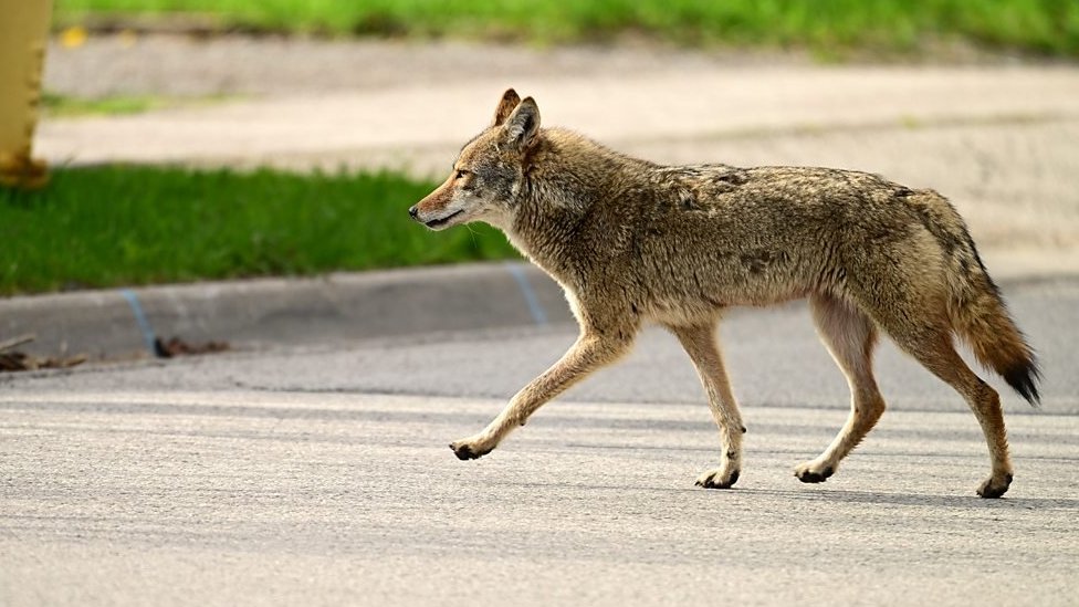 Zašto životinje napadaju ljude u divljini 3 Kojot
